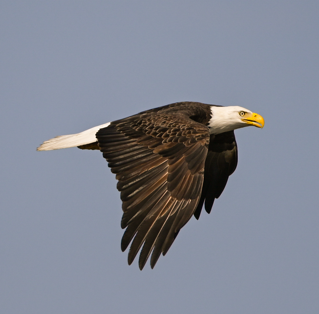 3rd PrizeOpen Nature In Class 1 By Shawn Brighenti For Bald Is Beautiful APR-2026.jpg